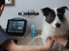 Prueba por ultrasonido ecografía de perro perros gato gatos